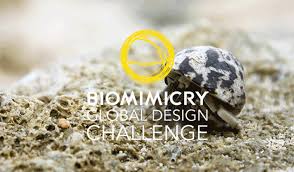 Biomimicry Global Design Challenge 2021