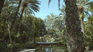 El Palmeral de Elche-El Huerto del Cura #Jardines con Historia TVE2