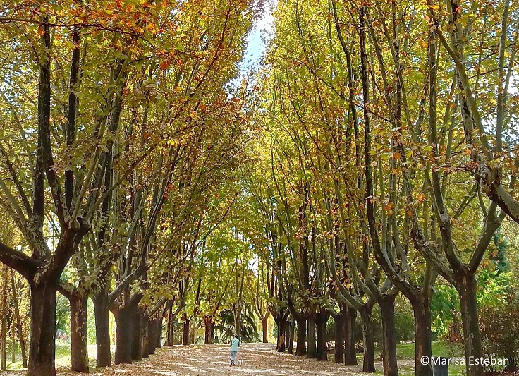 Curso-Ciclo Salón del Prado «Árbol y ciudad: Selección de la especie y zonificación»